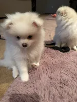 Solder, a male Pomeranian for sale in Sacramento, CA – Photo 7 of 10