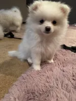 Solder, a male Pomeranian for sale in Sacramento, CA – Photo 8 of 10