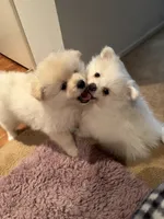 Solder, a male Pomeranian for sale in Sacramento, CA – Photo 1 of 10