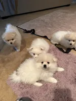 Solder, a male Pomeranian for sale in Sacramento, CA – Photo 3 of 10