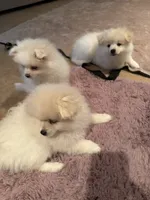 Solder, a male Pomeranian for sale in Sacramento, CA – Photo 5 of 10