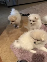 Solder, a male Pomeranian for sale in Sacramento, CA – Photo 4 of 10