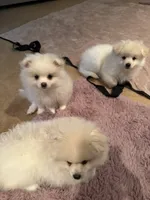 Solder, a male Pomeranian for sale in Sacramento, CA – Photo 2 of 10