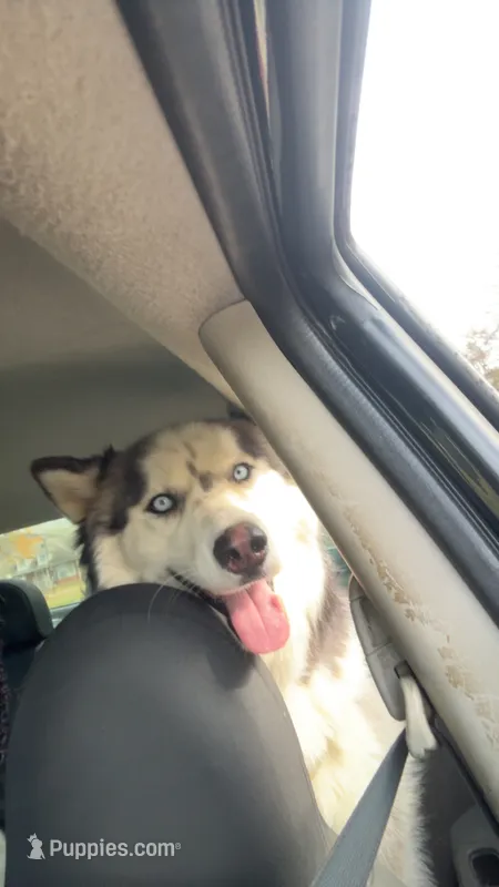 Roman – Alaskan Malamute, Siberian Husky puppy for sale in Montgomery, AL