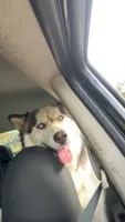 Roman, a male Alaskan Malamute and Siberian Husky for sale in Montgomery, AL – 1 of 1