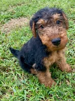 Teddy, a male Welsh Terrier for sale in Chetopa, KS – 6 of 10