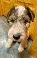 Petey, a male Wire Fox Terrier for sale in Chetopa, KS – 5 of 5