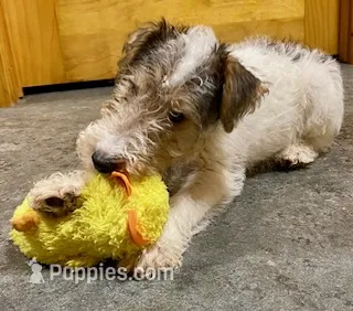 Petey – Wire Fox Terrier puppy for sale in Chetopa, KS