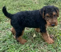 Teddy, a male Welsh Terrier for sale in Chetopa, KS – 10 of 10