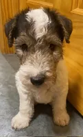 Petey, a male Wire Fox Terrier for sale in Chetopa, KS – 4 of 5