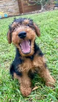 Teddy, a male Welsh Terrier for sale in Chetopa, KS – 2 of 10