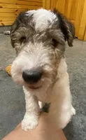 Petey, a male Wire Fox Terrier for sale in Chetopa, KS – 2 of 5
