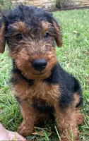 Teddy, a male Welsh Terrier for sale in Chetopa, KS – 4 of 10