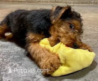Teddy – Welsh Terrier puppy for sale in Chetopa, KS