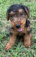Teddy, a male Welsh Terrier for sale in Chetopa, KS – 5 of 10