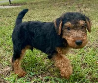 Teddy, a male Welsh Terrier for sale in Chetopa, KS – 8 of 10