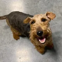 Clove, a female Welsh Terrier for sale in Chetopa, KS – Photo 4 of 4