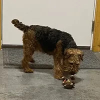 Clove, a female Welsh Terrier for sale in Chetopa, KS – Photo 3 of 4