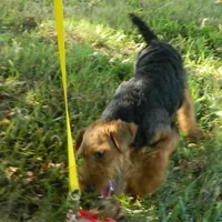 Clove, a female Welsh Terrier for sale in Chetopa, KS – Photo 2 of 4