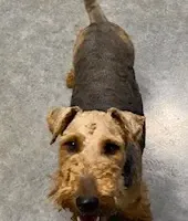 Clove, a female Welsh Terrier for sale in Chetopa, KS – Photo 1 of 4