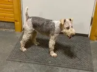 Nora, a female Wire Fox Terrier for sale in Chetopa, KS – Photo 6 of 7