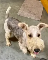 Nora, a female Wire Fox Terrier for sale in Chetopa, KS – Photo 7 of 7