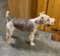 Nora, a female Wire Fox Terrier for sale in Chetopa, KS – Photo 1 of 7