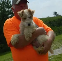 Nora, a female Wire Fox Terrier for sale in Chetopa, KS – Photo 3 of 7