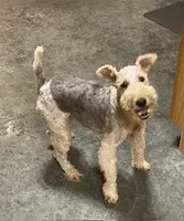 Nora, a female Wire Fox Terrier for sale in Chetopa, KS – Photo 4 of 7