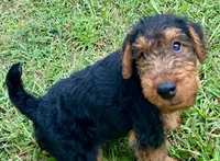 Teddy, a male Welsh Terrier for sale in Chetopa, KS – 7 of 10