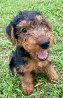 Teddy, a male Welsh Terrier for sale in Chetopa, KS – 3 of 10