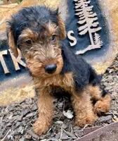 Teddy, a male Welsh Terrier for sale in Chetopa, KS – 9 of 10