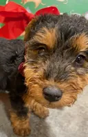 Aria, a female Welsh Terrier for sale in Chetopa, KS – Photo 10 of 10