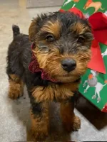 Aria, a female Welsh Terrier for sale in Chetopa, KS – Photo 6 of 10