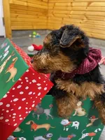 Aria, a female Welsh Terrier for sale in Chetopa, KS – Photo 4 of 10