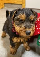 Aria, a female Welsh Terrier for sale in Chetopa, KS – Photo 9 of 10