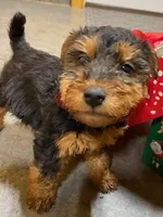Aria, a female Welsh Terrier for sale in Chetopa, KS – Photo 2 of 10