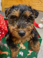 Aria, a female Welsh Terrier for sale in Chetopa, KS – Photo 1 of 10
