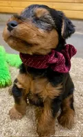 Aria, a female Welsh Terrier for sale in Chetopa, KS – Photo 8 of 10