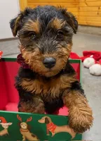 Aria, a female Welsh Terrier for sale in Chetopa, KS – Photo 5 of 10