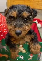 Aria, a female Welsh Terrier for sale in Chetopa, KS – Photo 3 of 10