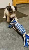Petey, a male Wire Fox Terrier for sale in Chetopa, KS – 3 of 5