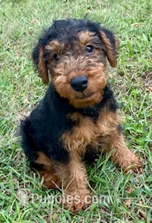 Teddy – Welsh Terrier puppy for sale in Chetopa, KS