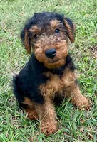 Teddy, a male Welsh Terrier for sale in Chetopa, KS – 1 of 10