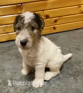 Petey – Wire Fox Terrier puppy for sale in Chetopa, KS