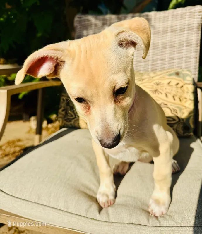 Jorma – Jack Russell Terrier puppy for sale in San Francisco, CA