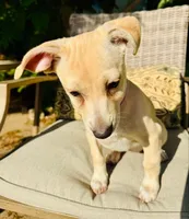 Jorma, a female Jack Russell Terrier for sale in San Francisco, CA – 1 of 1