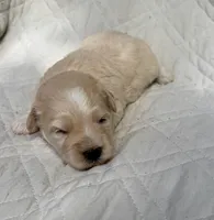 Buddy, a male Schnoodle for sale in Due West, SC – 2 of 3