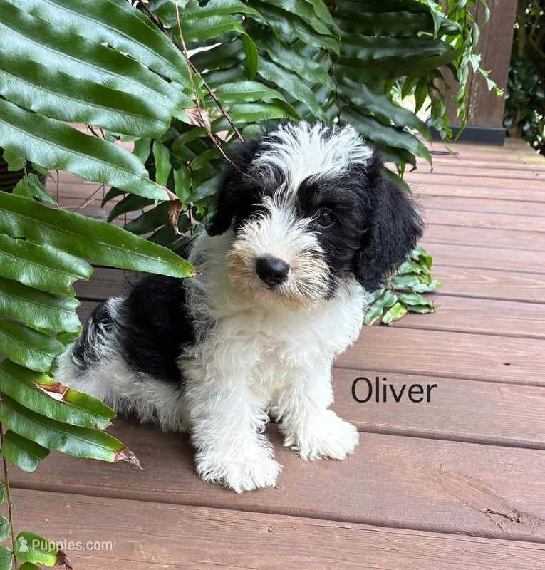 Oliver – Schnoodle puppy for sale in Due West, SC