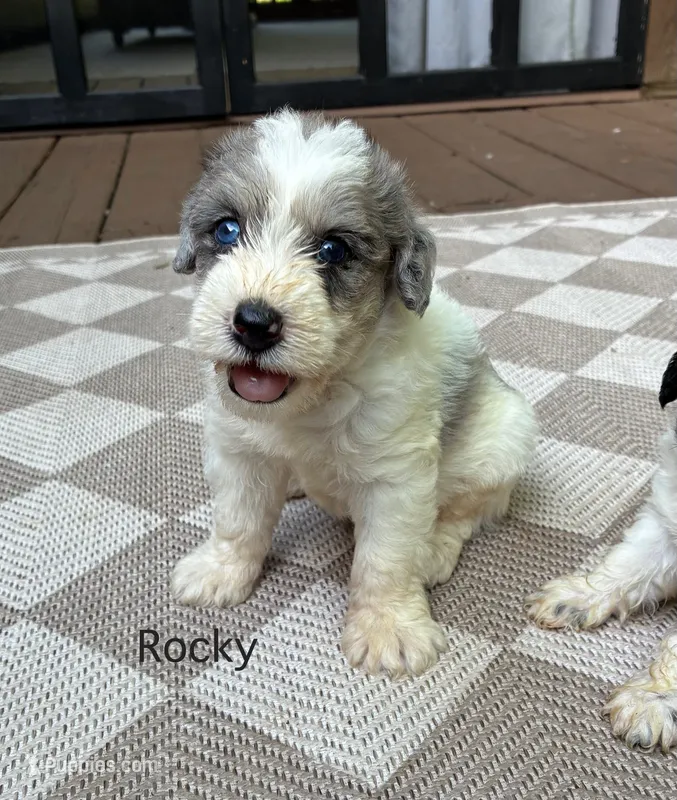 Rocky – Schnoodle puppy for sale in Due West, SC
